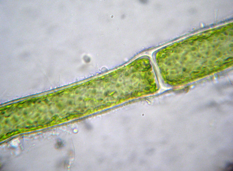 Microscopia salata